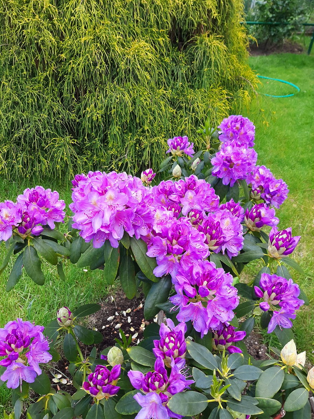 rododendron i cyprys w tle