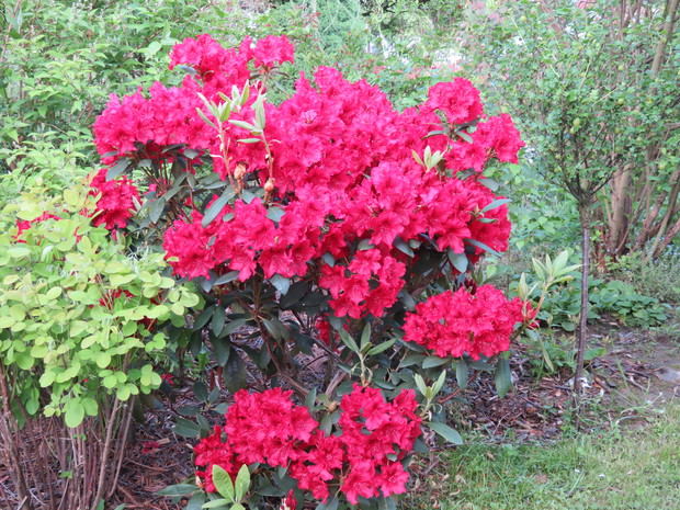 Rododendron