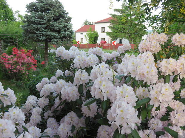 Rododendronowe szaleństwo