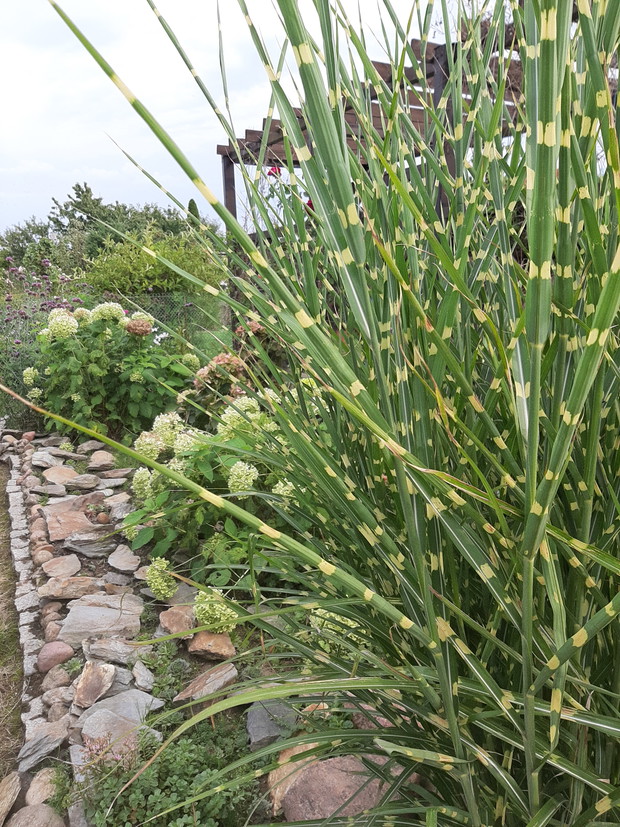 trawa w kamieniach rosna rojniki