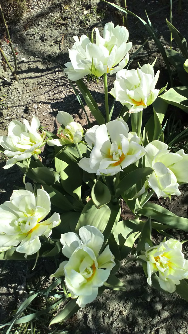 Tulipanki tylko w białym kolorze