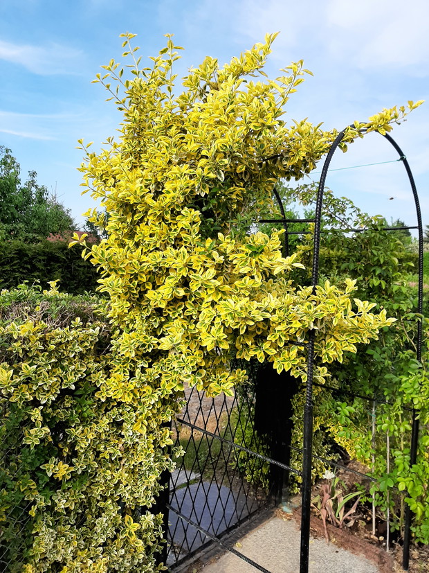 wejscie do ogrodu, trzmielina