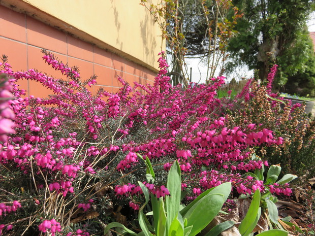 Wrzosy czy Wrzośce ?