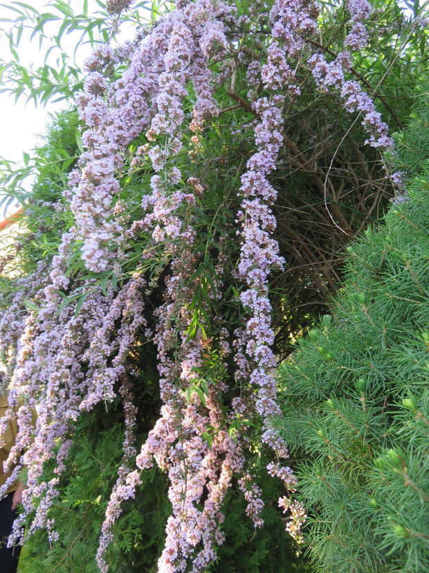 Budleja skrętnolistna