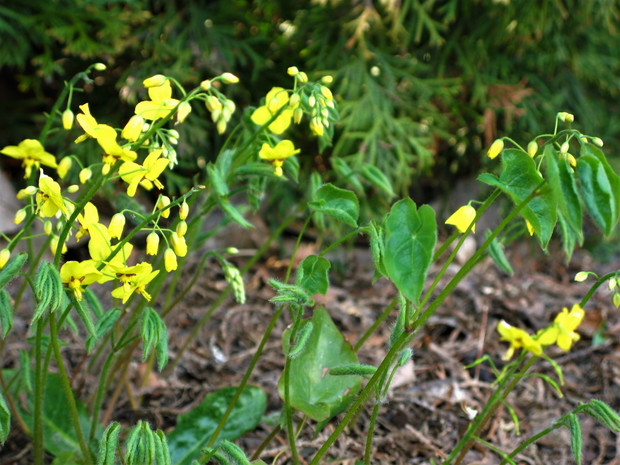 epimedium