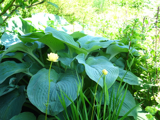 hosta i pełniki