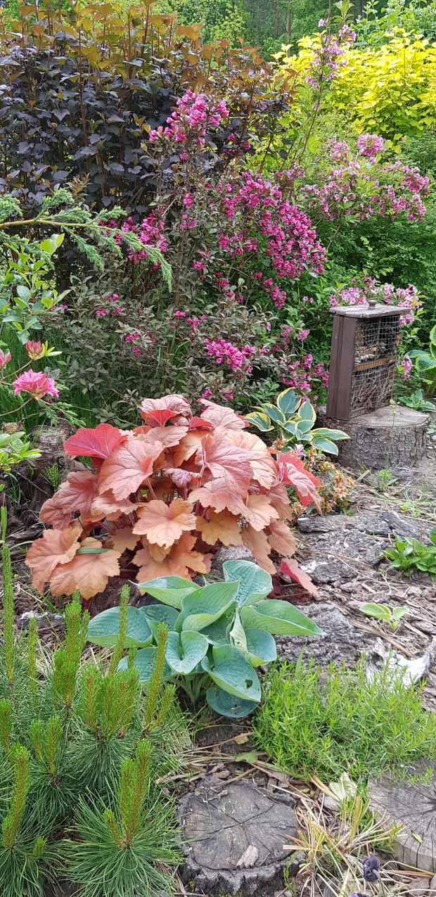 Hosty, żurawki i krzewuszki