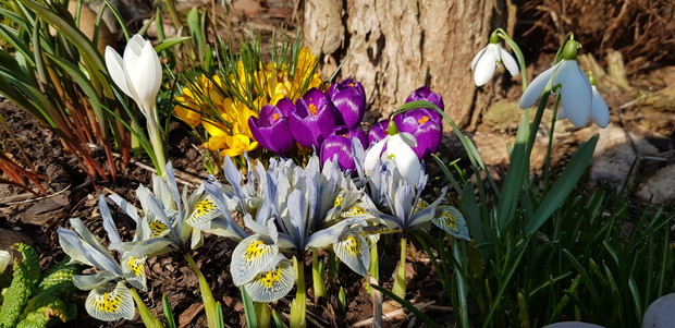 Iryski żyłkowane i spółka