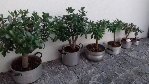 kolekcja drzewek szczęscia