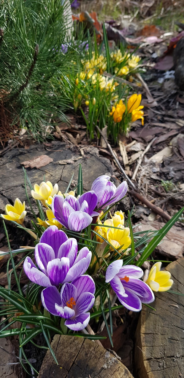 Krokusy tak to już wiosna