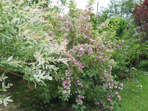 Krzewuszka wariegata