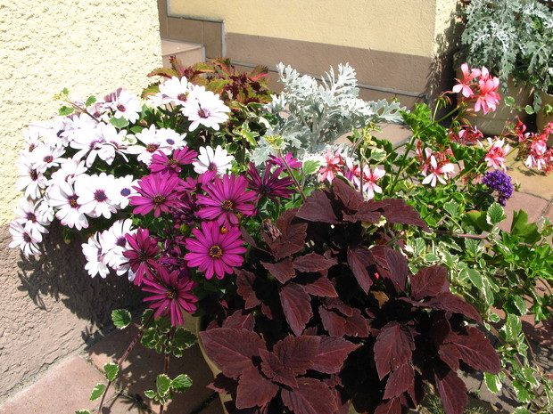 kwiaty jednoroczne w doniczkach