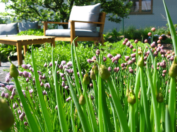 kwitnący szczypiorek