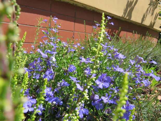 Lobelia