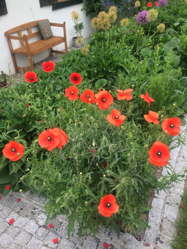 Maki w przedogródku