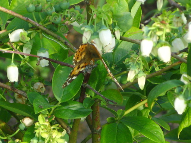 motyl na kwitnącej borówce
