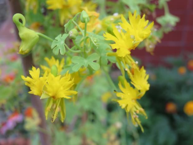 Nastrursja kanaryjska