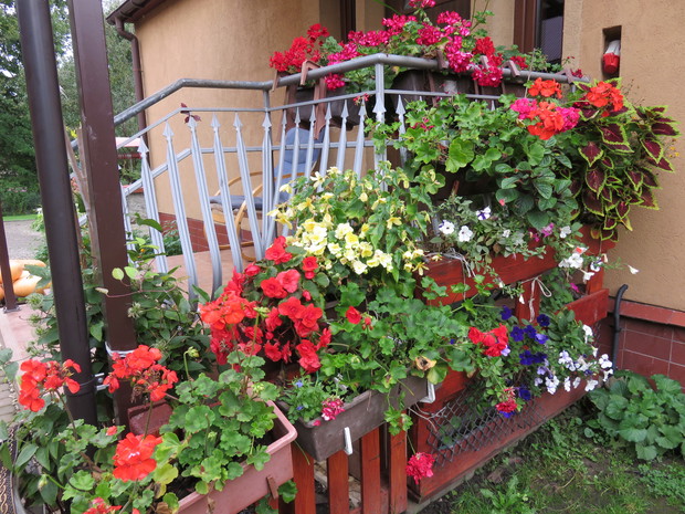 Nasze roślinki z nasionek