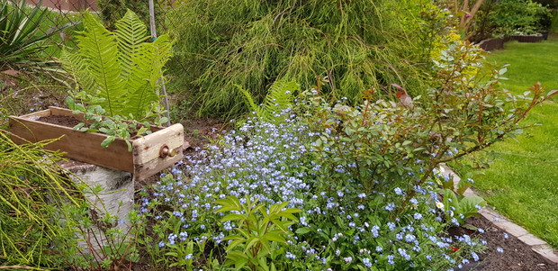 Niezapominajki kwiatki z bajki