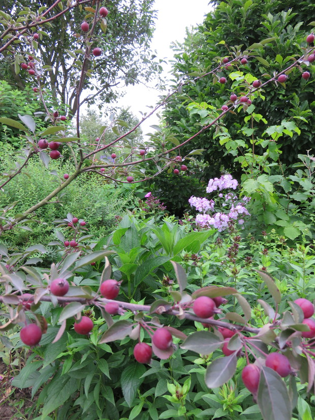 Pokarm dla ptaszków