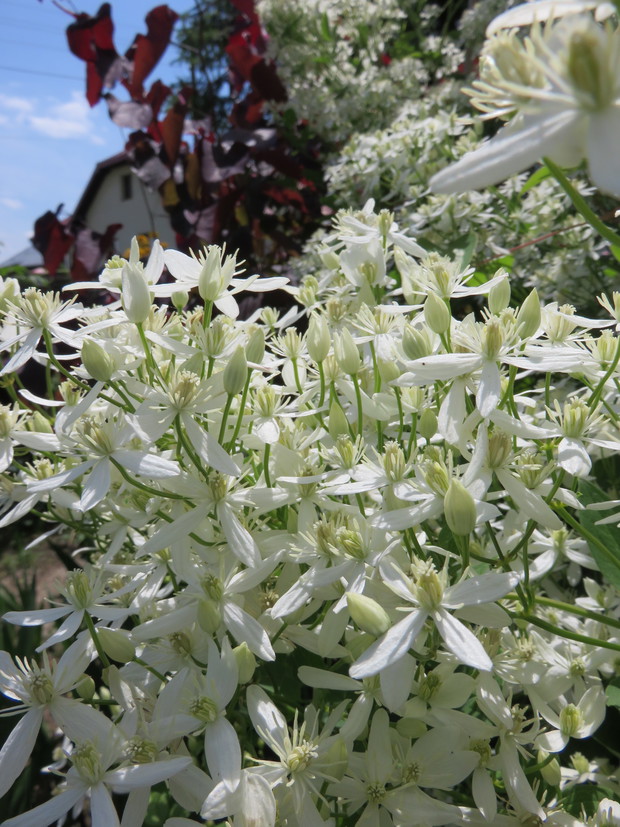 Powojnik mandżurski