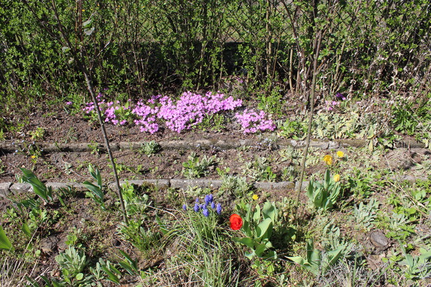 Pożeczki i tulipany