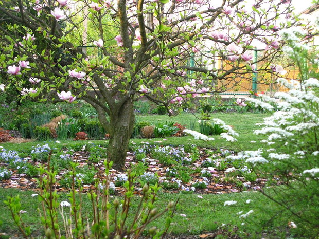 przedogódek z magnolią na pierwszym planie