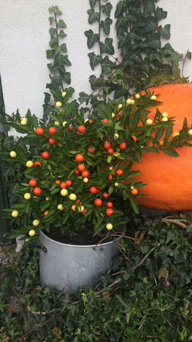 psianka i największa z dyń