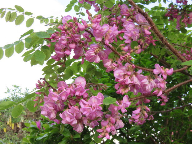 Robinia