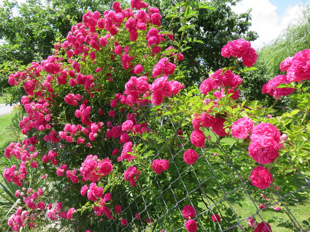 Róża która wita wchodzących