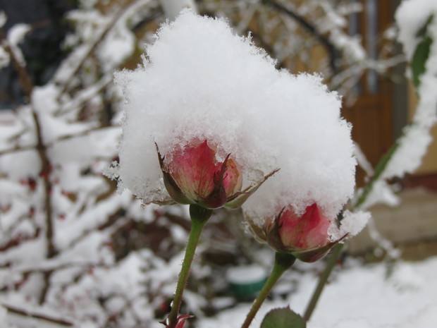 Róża pod pierzynką