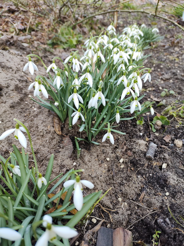 Śnieżyczka przebiśnieg