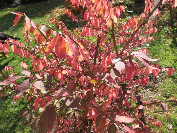 Trzmielina oskrzydlona