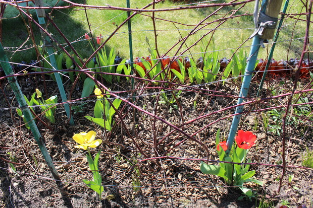 Tulipany i malinojeżyny