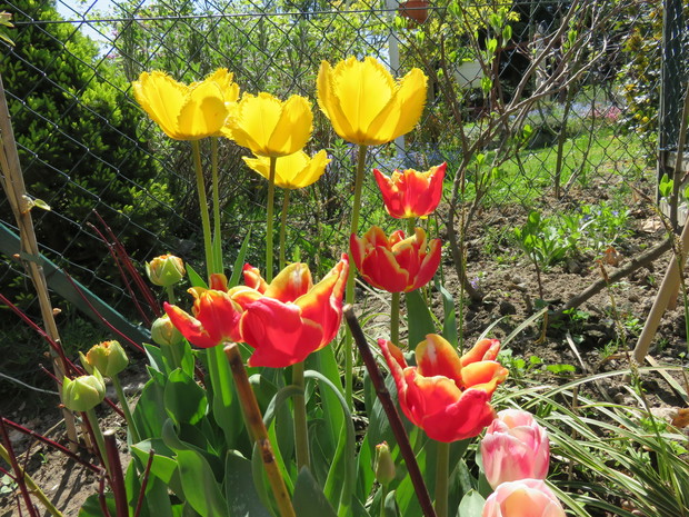 Tulipany