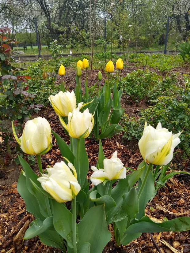 Tulipany