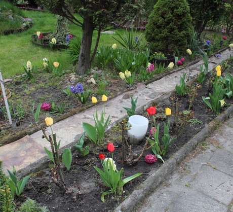 Tulipany