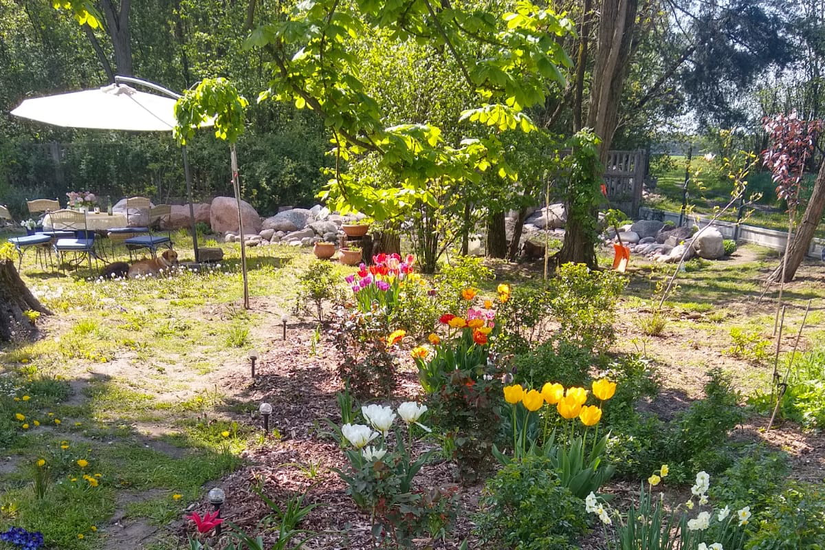 Tulipany
