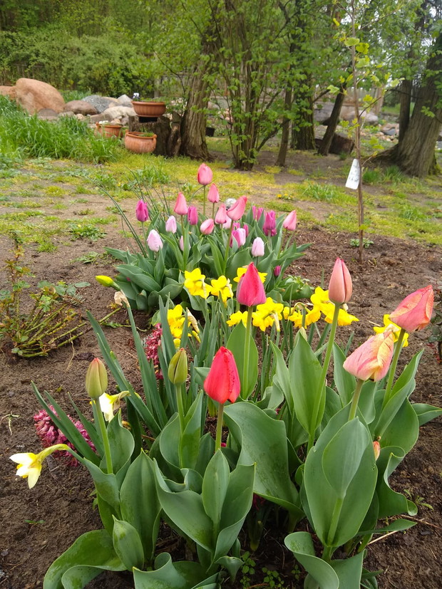 Tulipany