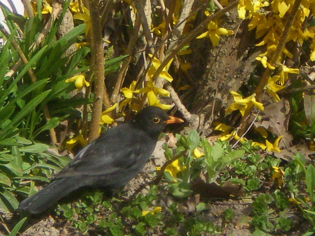 Całoroczny gość ogrodu