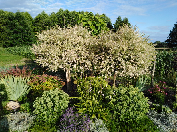 Cięcie wierzby Hakuro - przed