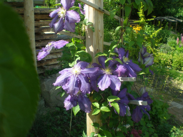 Clematis