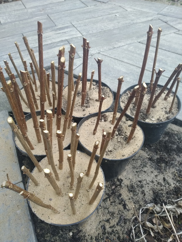 Czas na rozmnażanie hortensji bukietowej.