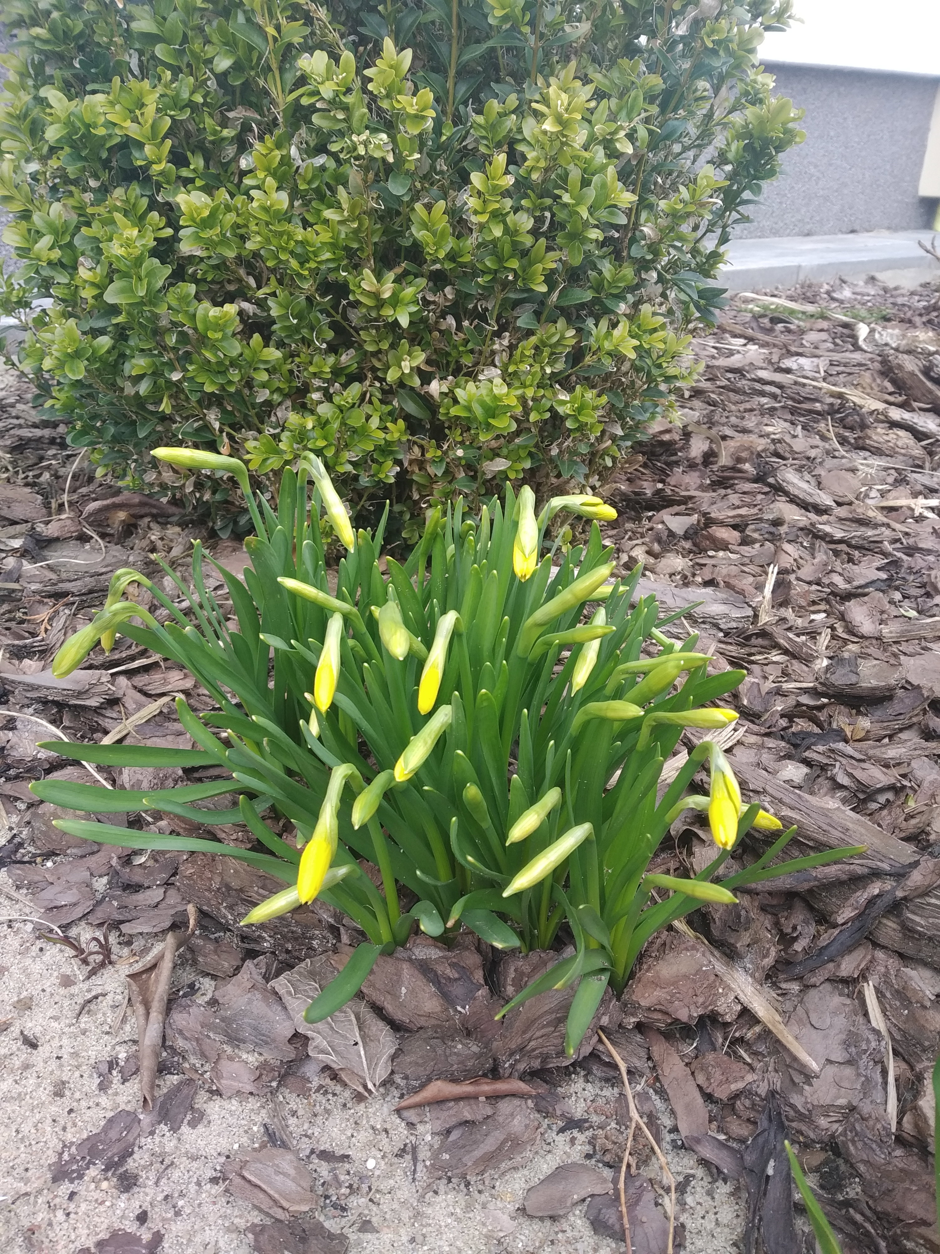 Dzisiejsze żonkile.