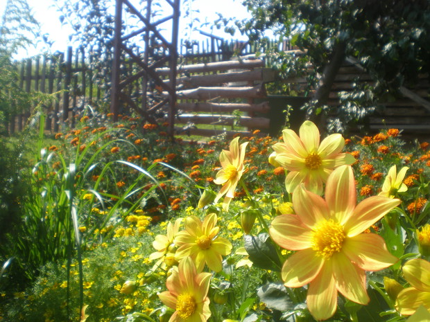 ... i jeszcze raz dalie