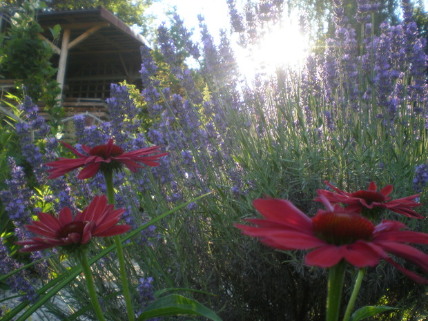 Jeżówka i perowskia