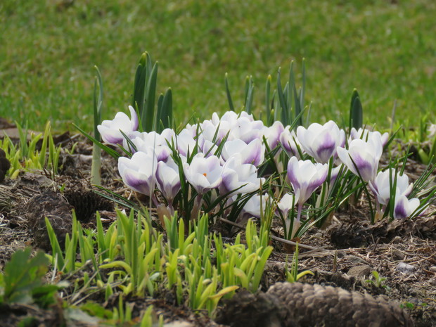 krokusy i liliowce