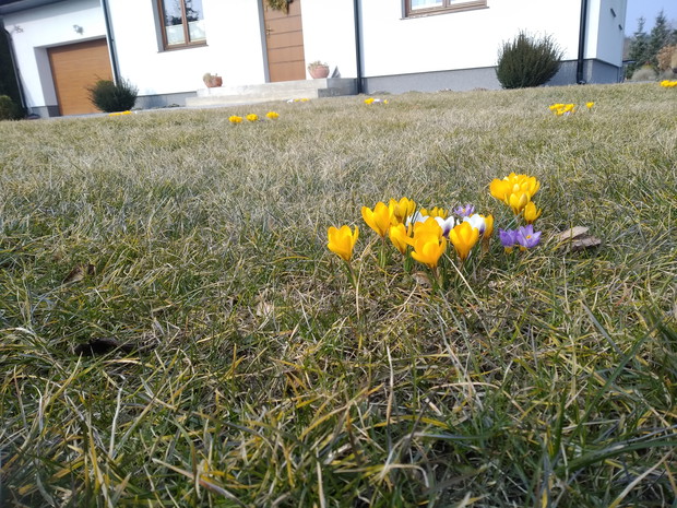 Krokusy w trawniku.