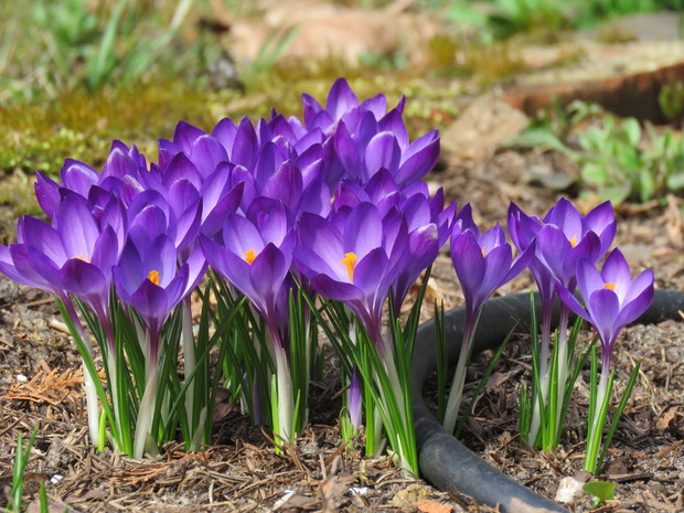 krokusy