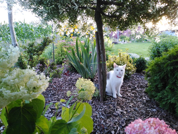 Mieszkaniec ogrodu - Leon